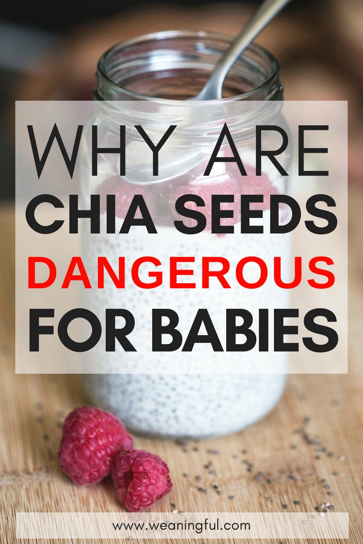 chia seeds and starting solids - introducing solids at 6 months and baby led weaning meals should not include chia puddings in big quantities - see why it's not recommended as first foods or part of finger food recipes in baby led weaning